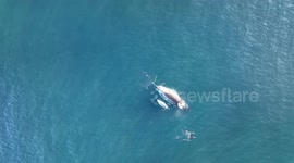 Mother humpback whale teaches calf how to breach in heartwarming drone footage
