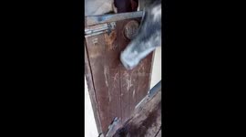 Equine Escape Artist