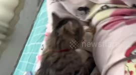 Cats Fighting with Headbutt in Suzhou, China