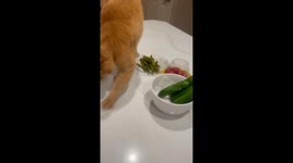 Cat Tries to Bury My Asparagus