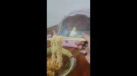 Craving Chinese Parrot Paced Back and Forth in Eager to Share Owner’s Noodles