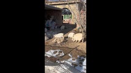 Lamb Replies To Bleats Made By Woman in Northwest China