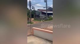 Goose and dog stroll along street together