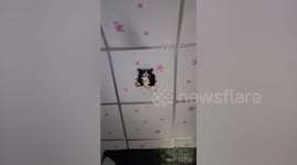 Pet cat stuck in ceiling pokes head through hole