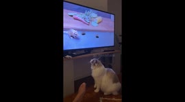 Cat chaos: mid-hunt spook under the TV