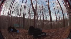 Bears seen playing on family's garden swing in Tennessee