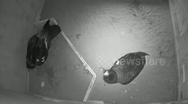 Oregon Zoo welcomes first California condor egg of the year