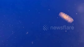 Salps Found to Play Vital Role in Ocean Ecosystems