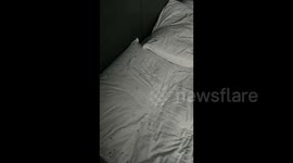 Guest awakens to bed crawling with bugs at midnight in Chinese hotel