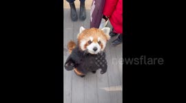 Interacting and playing with Cute Red Panda in Dongcheng, China