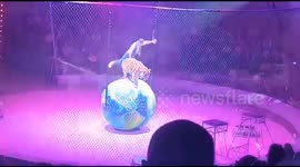 Audience laughs as tiger defecates whilst balancing on ball during circus act in Russia