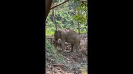Elephant finds perfect scratching stick for itchy tummy