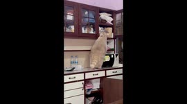 Pet raccoon rummages through cupboard for food