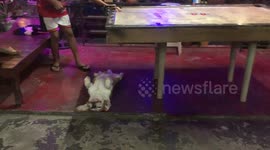 Pet dog sprawls out on its back under bar table