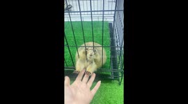 Tender moment lonely prairie dog reaches through cage for human touch