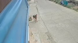 Woman falls from motorcycle while avoiding stray dog
