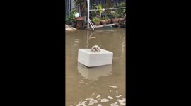 Puppy floats through flood in a styrofoam box