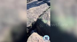 Baby seal rescued after trapping its tail between rocks