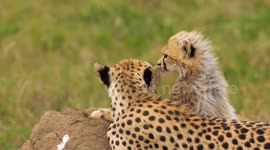 Baby cheetah and his mother have rest in African savannah. African safari in Serengeti, Tanzania