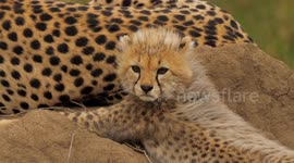 Baby cheetah and his mother have rest in African savannah. African safari in Serengeti, Tanzania