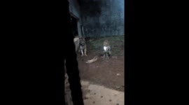 Adorable kitten plays with 2 tigers