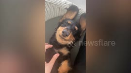 Smiling Pets