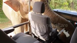Crazy Safari Moments