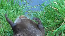 Cutest Otter Moments