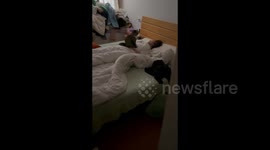 Cat Hinders Owner's Sleep in Zhejiang, China
