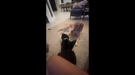Cute moment US golden retriever and cocker spaniel playing together
