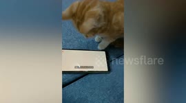 Cats Pouncing