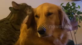 Adorable footage shows loving cat licking golden retriever