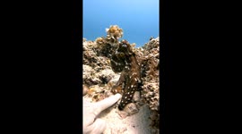 Octopus Grabs My Hand and Takes Me for a Walk