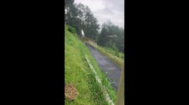 Dog Rides Luge Cart Down Hill