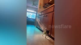 Animals Defy the Odds