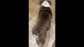 Gary The Bulldog Struts His Stuff