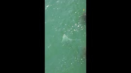 Fisherman catches great white shark before climbing into sea to cut it free