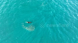 Australian Fur Seal playing with his food off the New South Wales coast. As the seal dives through the school of fish the unlucky one spectated from the group quickly becomes lunch.