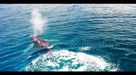 Drone video shows 5 whales repeatedly breaching
