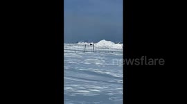 Loyal dog leads owner home with enthusiasm in cold weather in Inner Mongolia, China