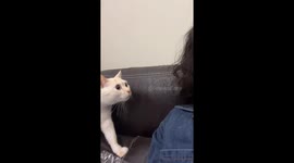 Chinese Cat's Amazement at Owner's New Hairdo