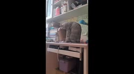 Chinese Cat's Mistake of Getting Itself Stuck in a Trash Can Creates Hilarious Reversal