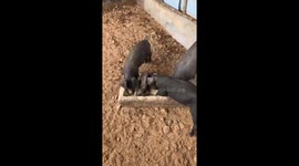 Big Pig Pushes Little Pig Out of the Feeding Trough in China