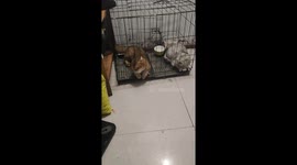 Chinese Cat's Disdainful Escape Attempt After Meeting Mating Partner