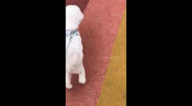 Smart Dog's Rehabilitation Process Takes an Unexpected Turn in China
