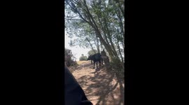 Walkers petrified as herd of runaway cows begin chasing them