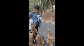Driver mobbed by dozens of monkeys when he brings out snacks