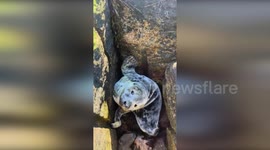 Marine rescue team saves seal stuck between rocks in New Hampshire
