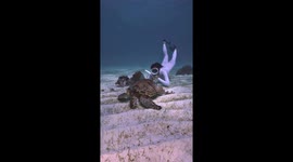 Freediver swims up close with beautiful turtle in the Philippines