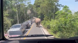 Motorcycle rider pulls over and runs away from wild elephant